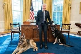 Dogs of the Bidenverse - JSTOR Daily
