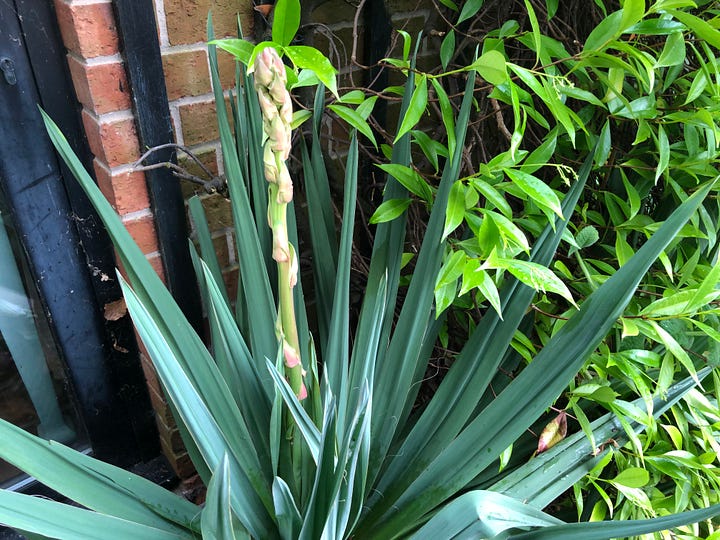 phormium plants
