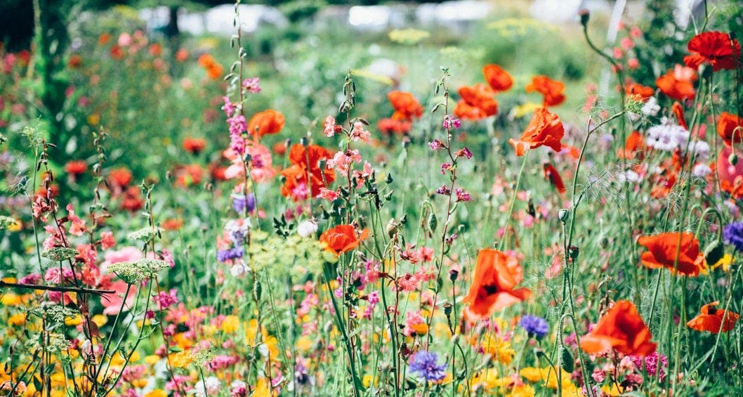 red, pink, and yellow flowering plants