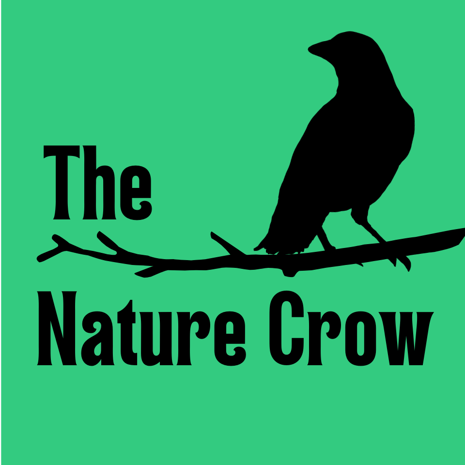 \ud83d\udc26‍⬛The Nature Crow