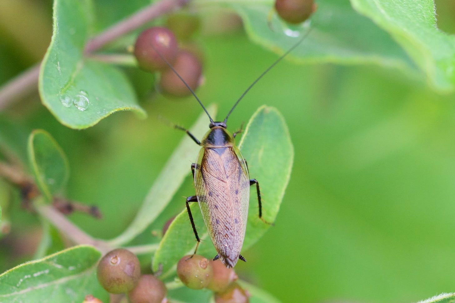 A cockroach perched on a leaf A cockroach perched on a leaf