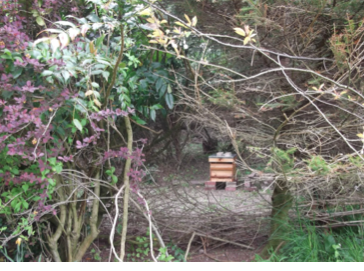 A photo of a wooden beehive in amongst trees and bushes.