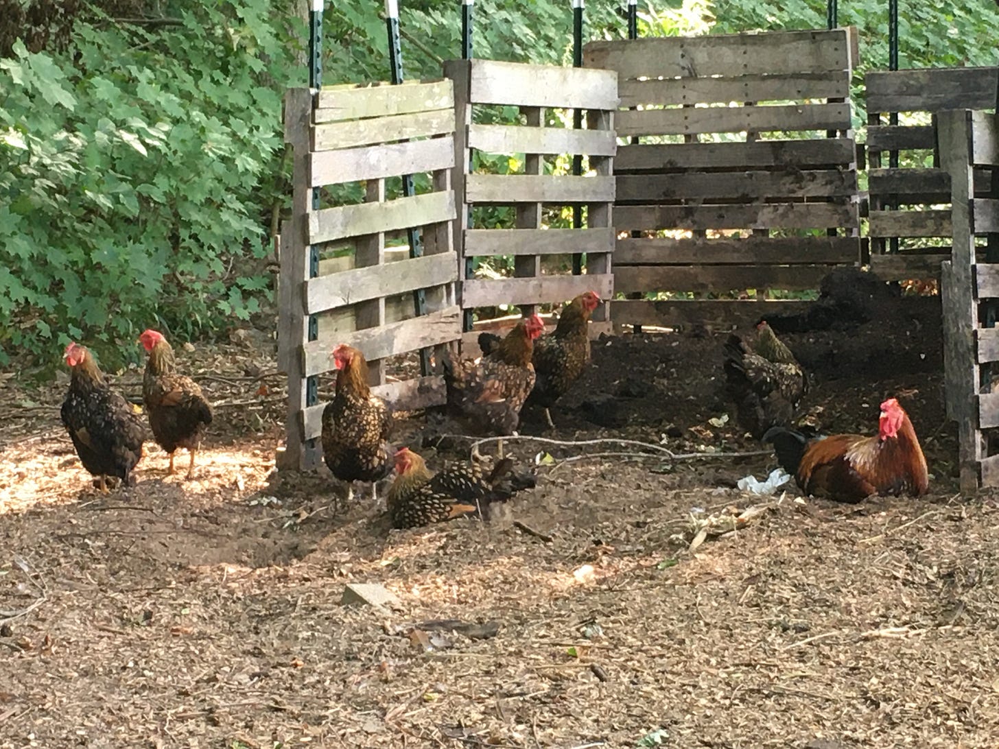 Golden Laced Wyandotte hens dust bathing