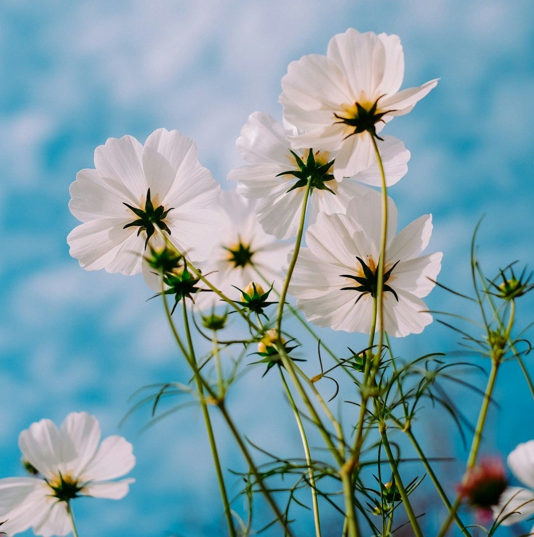white petaled flowers during day white petaled flowers during day