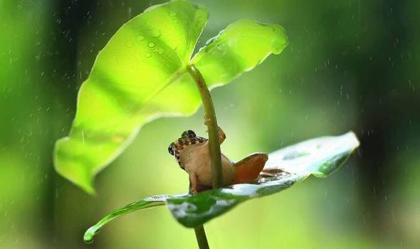 Raindrops keep falling on my head! Adorable frog uses leaf as makeshift  umbrella | Nature | News | Express.co.uk