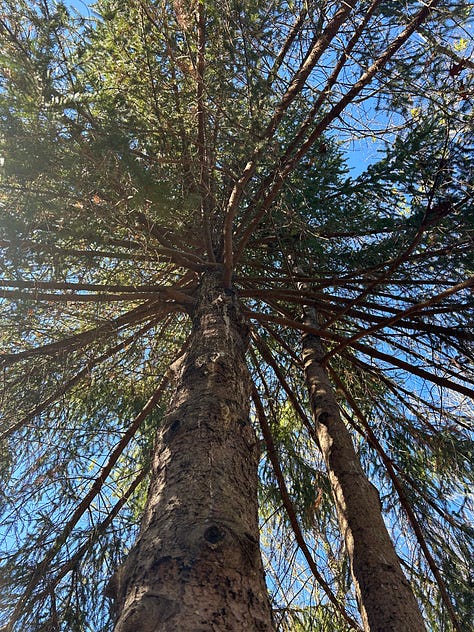 Three images show the evergreen spruce tree in Nicole's yard. The first image is of a snow-covered branch. The second image is taken looking up from the tree's base, where all its branches are visible. The last photo is of a singular branch in the autumn, still green and enjoyable to look at.
