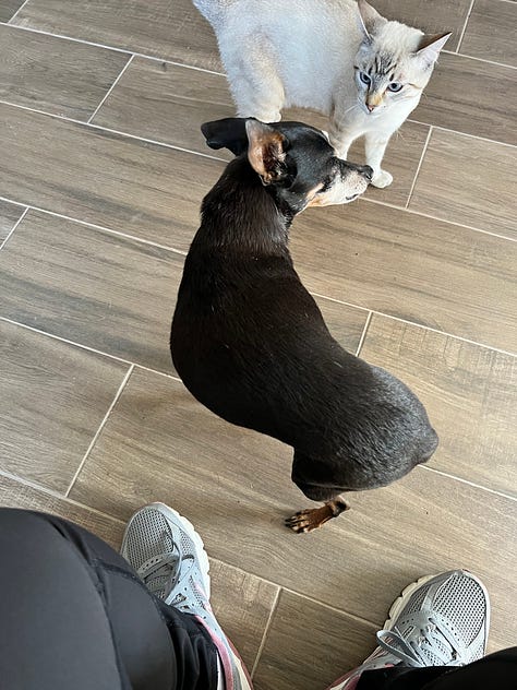 A Small Dog Named Paco