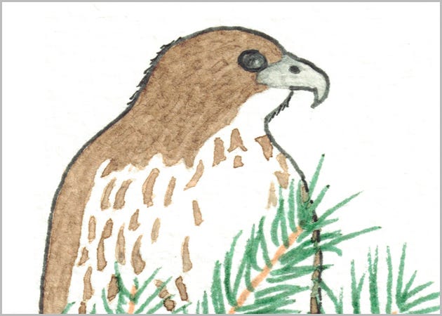 A Red-tailed Hawk and a Javelina
