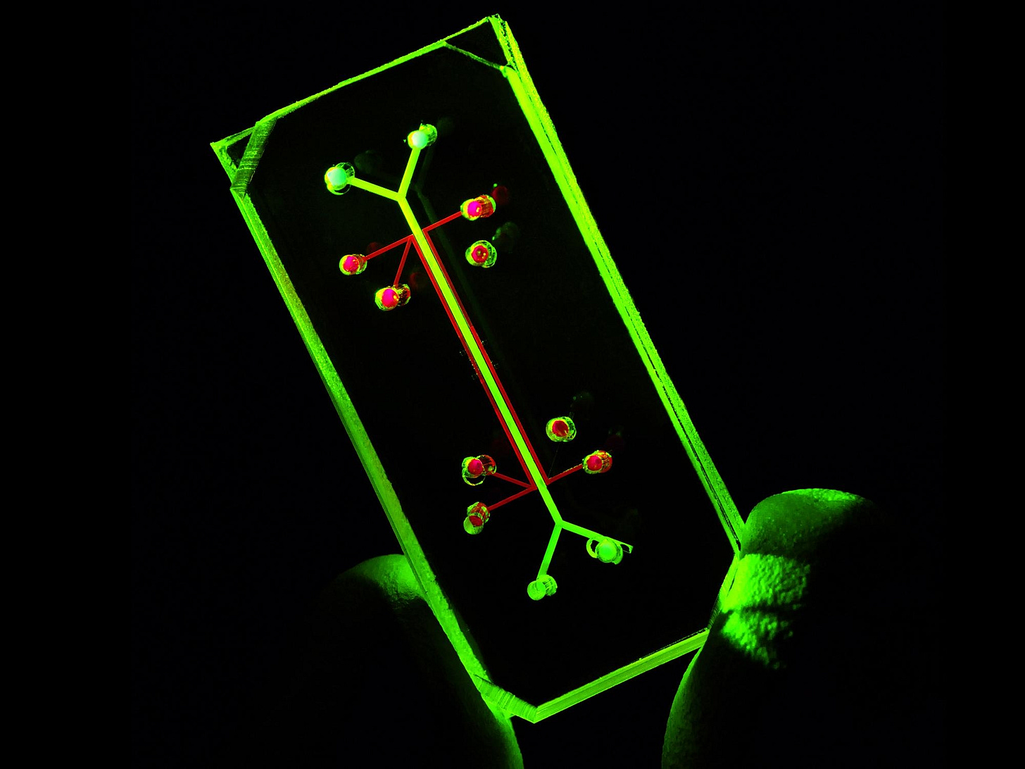 A small transparent device glows against a dark background, with its microfluidic channels outlined in green. A small transparent device glows against a dark background, with its microfluidic channels outlined in green.