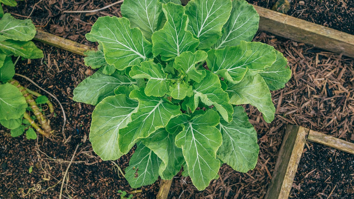 The Cabbage That Feeds You For Years - Dyfi Plants