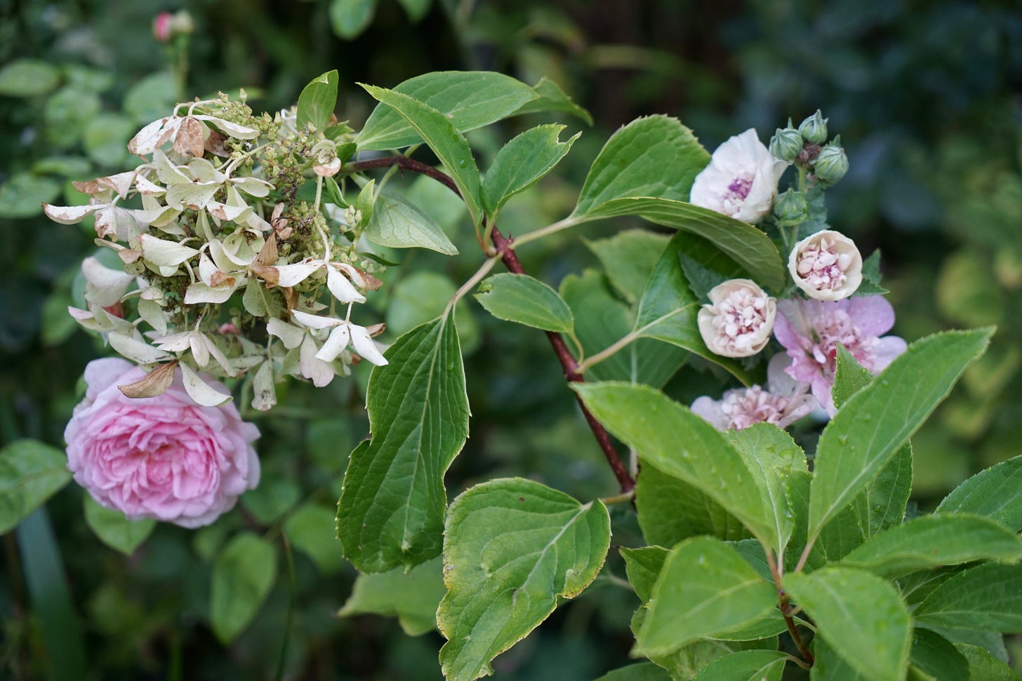 roses and cottage garden plants