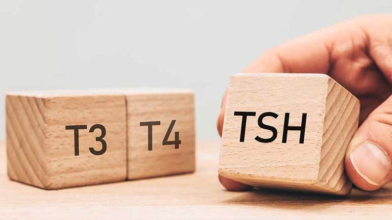 how thyroid hormone impacts brain