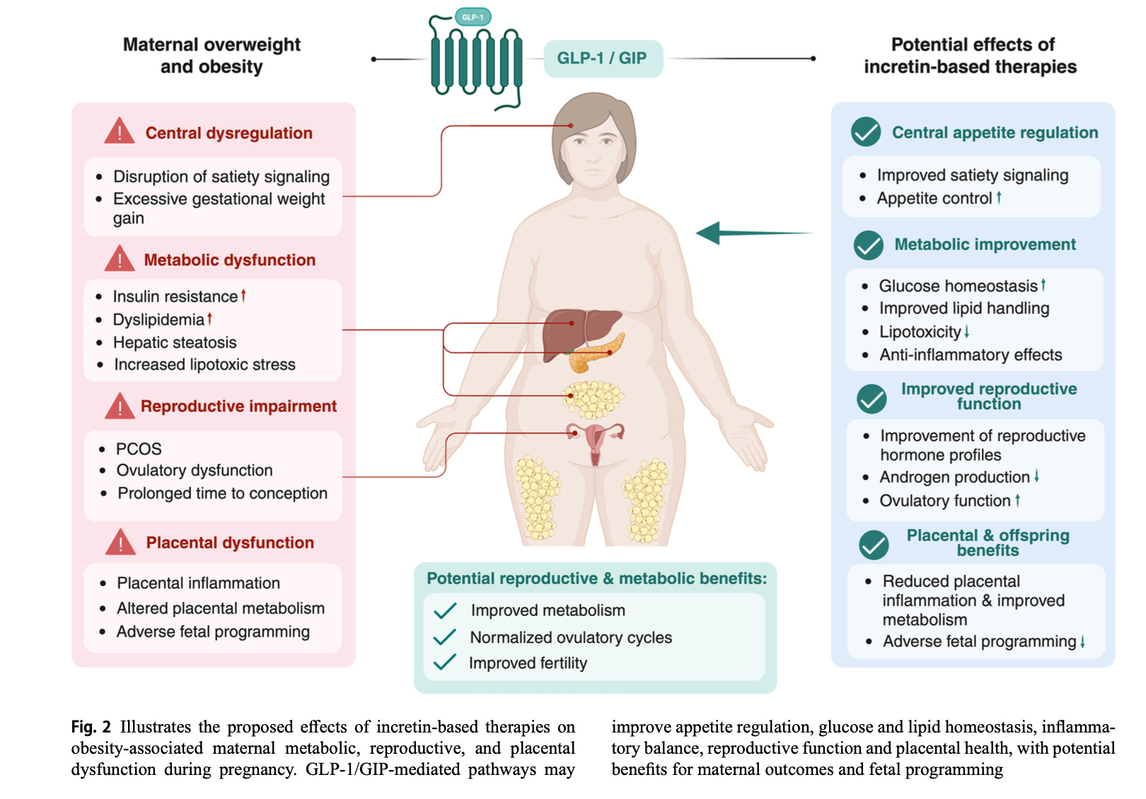 glp 1 drugs and pregnancy The GLP-1 Pregnancy Paradox: The Drug That Might Help You Conceive Is the  One You Have to Stop First