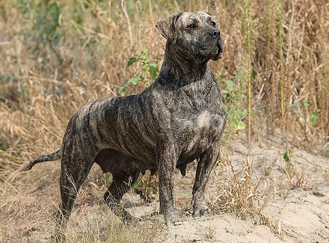 New dog bans in Queensland