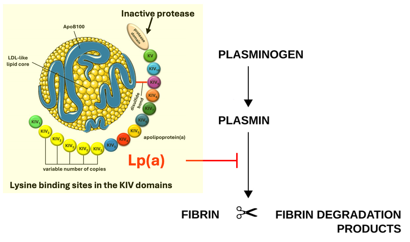only lipid vitamin c works The 'Protocol' That May Help Reverse Heart Disease Optimcell® Liposomal Vitamin C 500mg