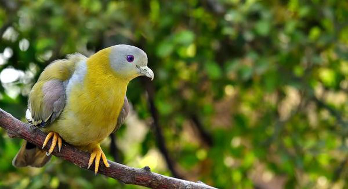 Getting to know the shy Yellow-footed Green-Pigeon - The Hindu