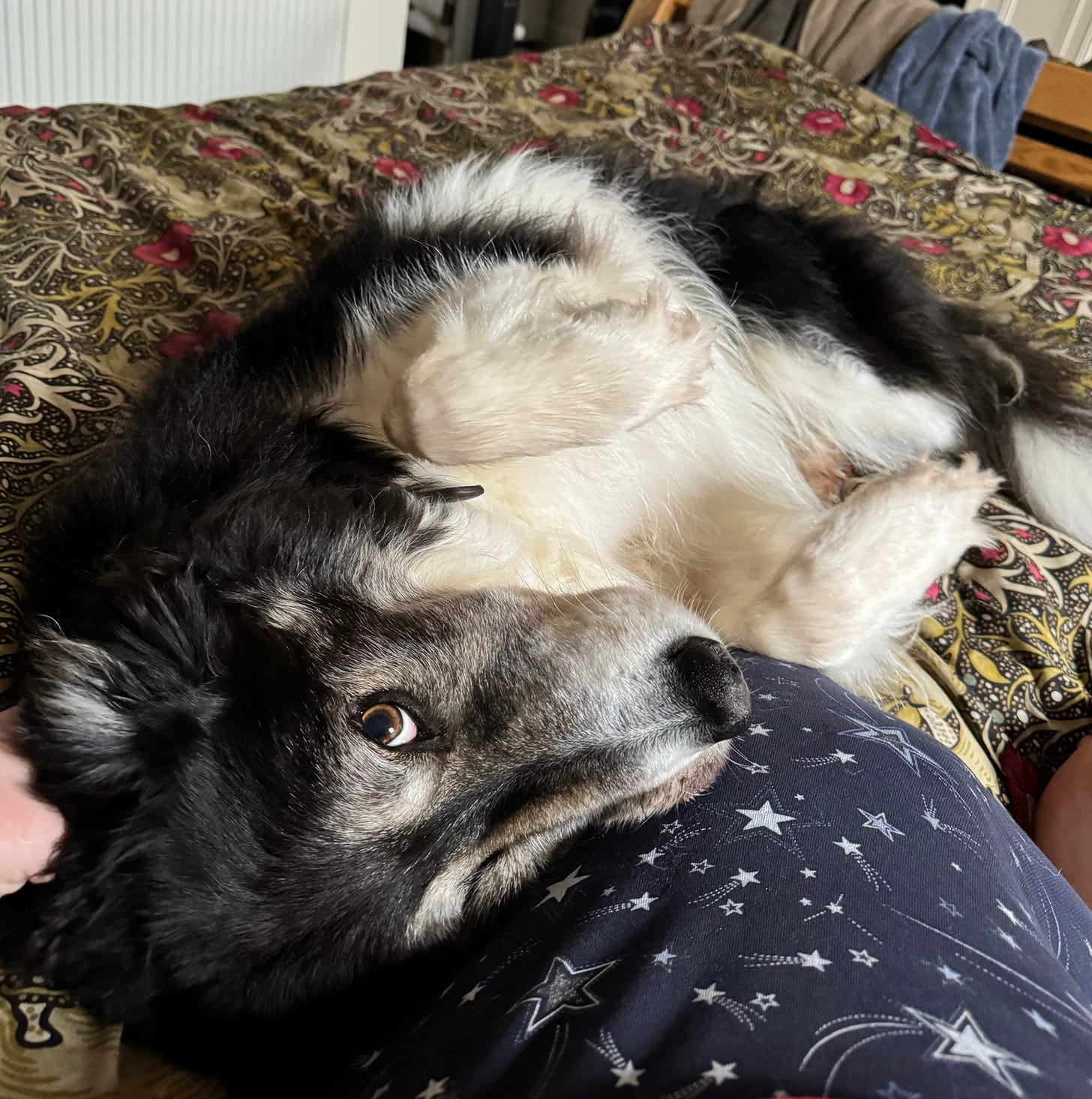 A picture of Leon, the black and white border collie. He has some grey/brown around his snout and expressive eyebrows. He's lying on my bed with his head on my knee (quite clearly still in my pyjamas), and he's half-rolled onto his back, eyeing the camera with one brown eye and demanding belly rubs. He got said belly rubs.