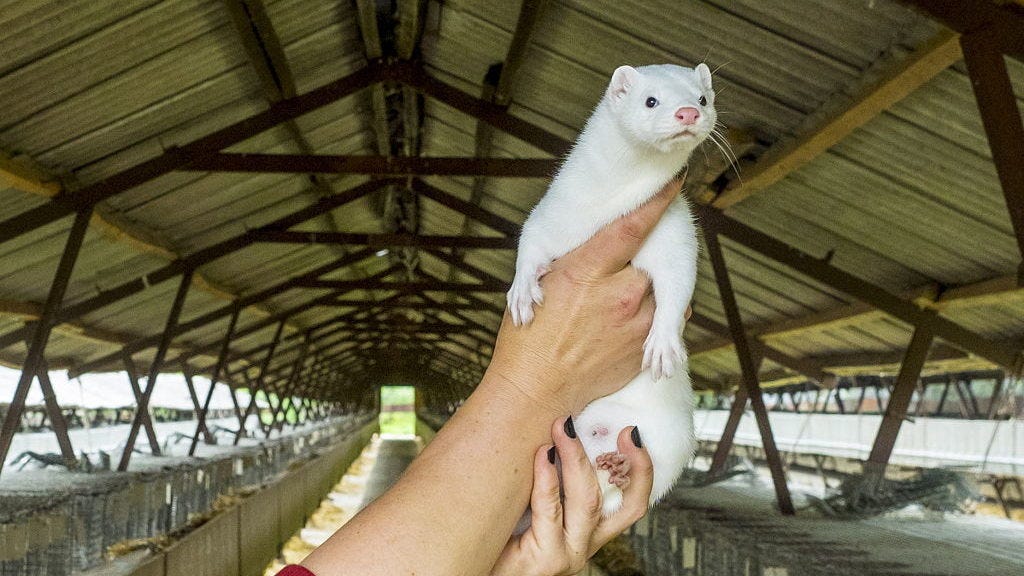 Mink Farms Close Down in the Netherlands for Good | twib.news