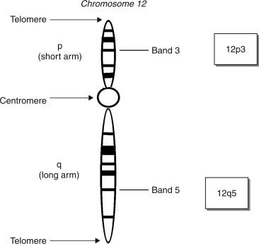 Centromere - an overview | ScienceDirect Topics