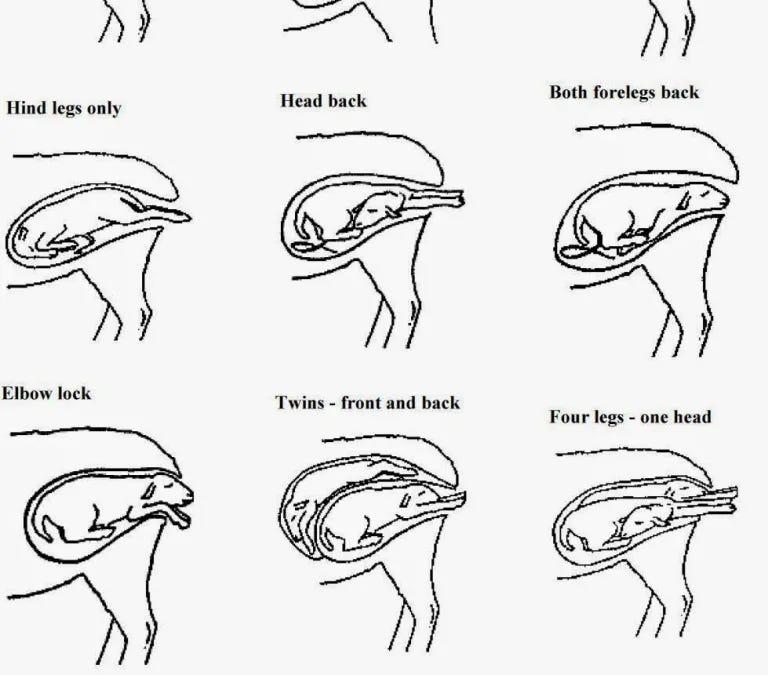 Preparing for lambing - by Ened McNett, DVM, CVA