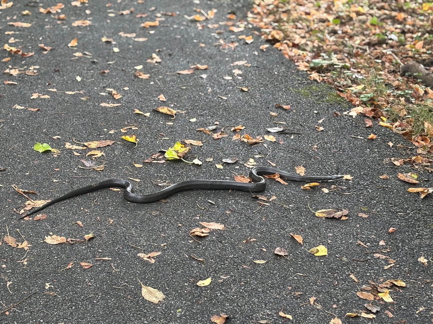 a black snake slithers across pavement with scattered leaves