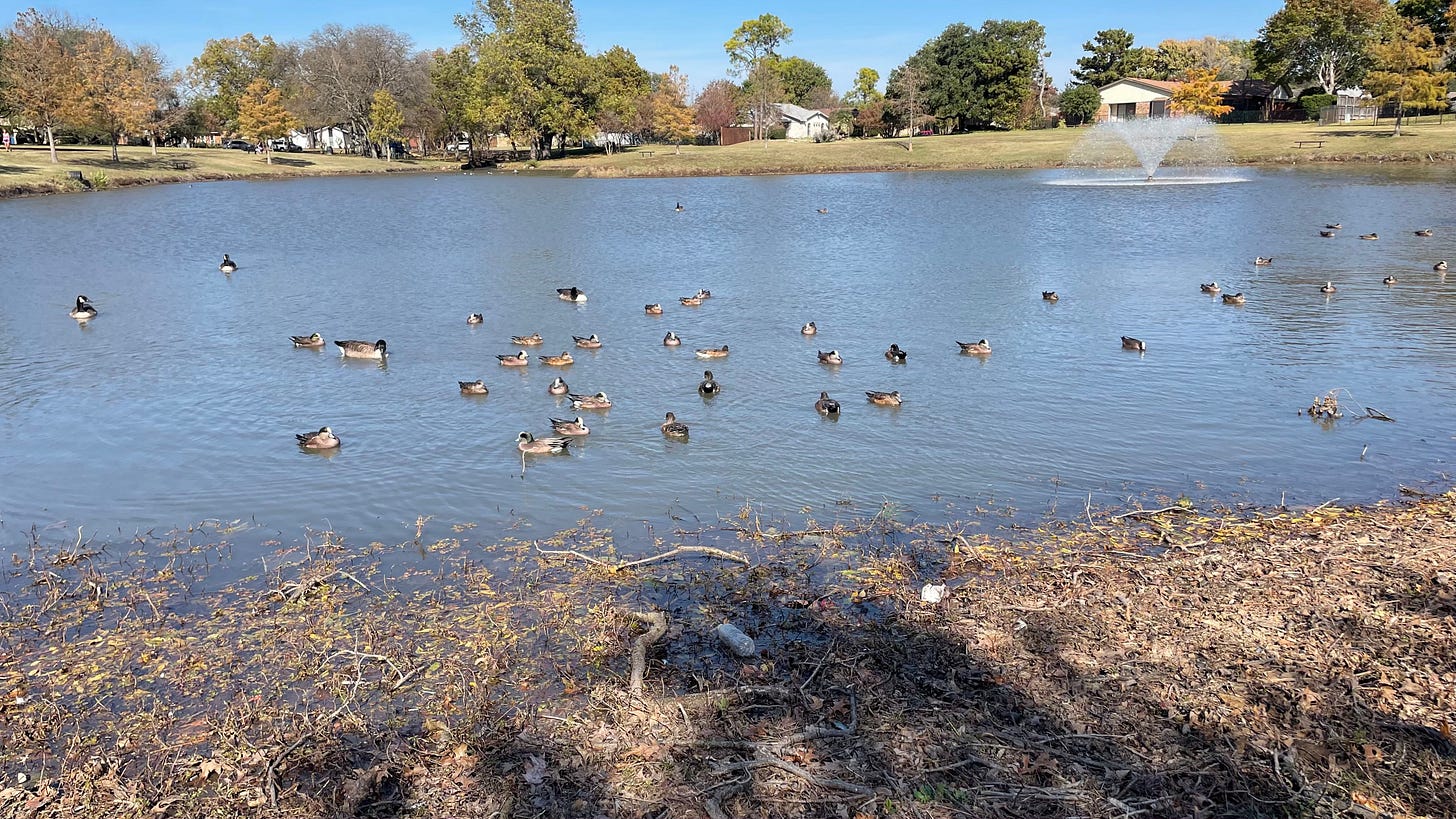 Duck Pond Park as seen from the pond's south edge
