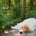 We Should All Be Great Pyrenees