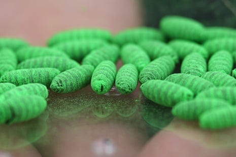 US screwworm cases rise as outbreak spreads beyond initial contamination  zones | US news | The Guardian