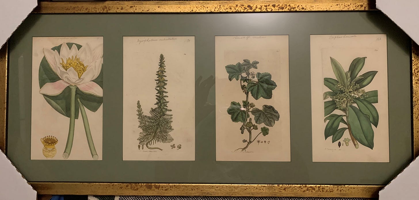 Picture of four botanical prints, all hand-drawn and watercoloured in green. In a gold frame with green background paper. Picture of four botanical prints, all hand-drawn and watercoloured in green. In a gold frame with green background paper.