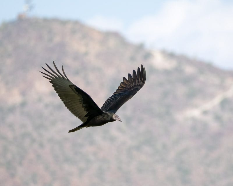 20250911-Marana-203-Edit.jpg 20250911-Marana-203-Edit.jpg