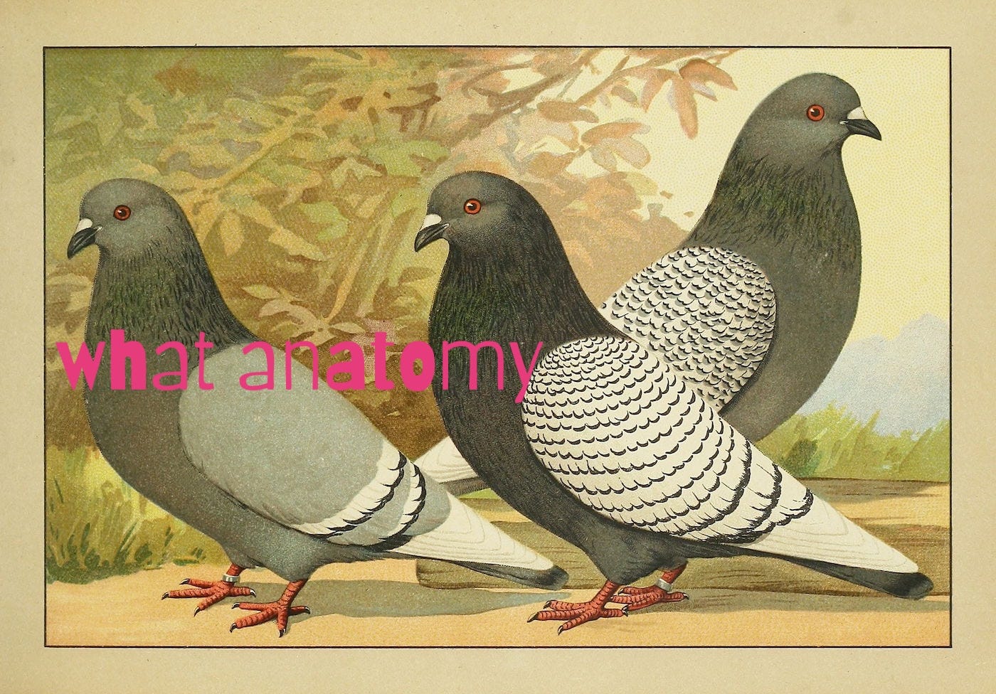 three grey pigeons with red eyes staring at you, old-time painting style, fun-house pink text emblazoned on top saying "what anatomy"
