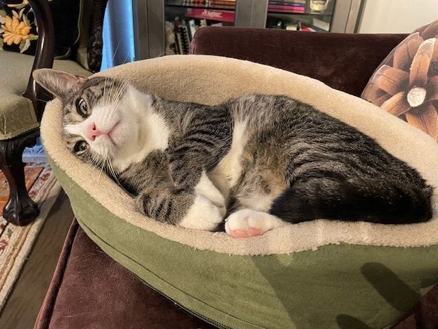Ziggy is cozied up in a cat bed on their side, showing white paws and gray tabby fur and a large white patch on their face. Ziggy is cozied up in a cat bed on their side, showing white paws and gray tabby fur and a large white patch on their face.