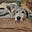 Phoostal - Irish Wolfhound's avatar