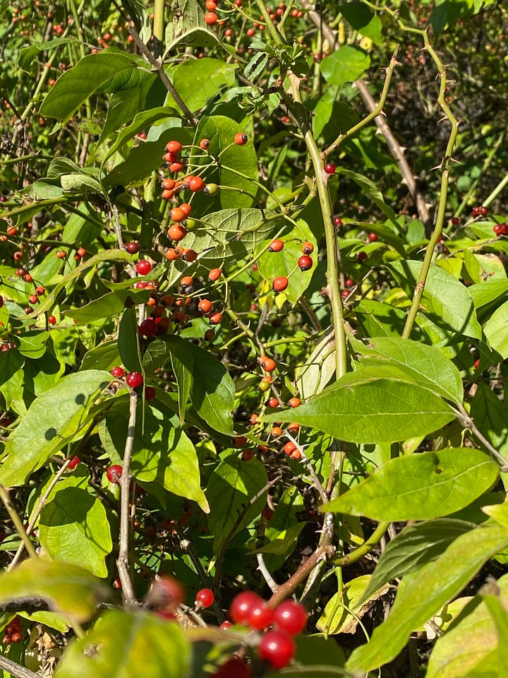 Left, 'shrooms in the pasture.  Right, rosehips in back, honeysuckle berries in front. 