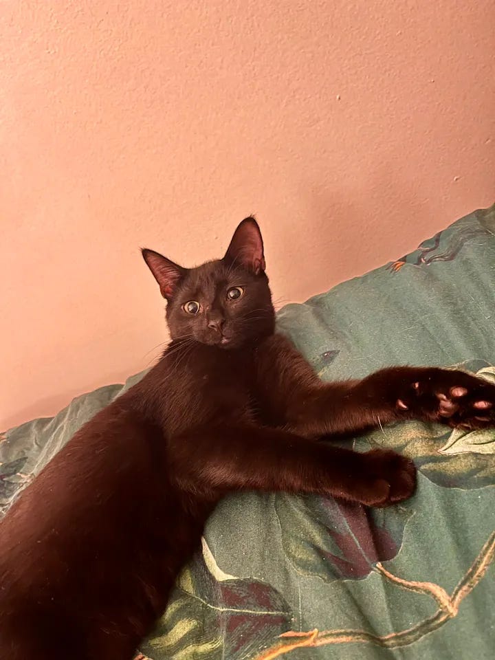 Sylvester being, frankly, too adorable for words