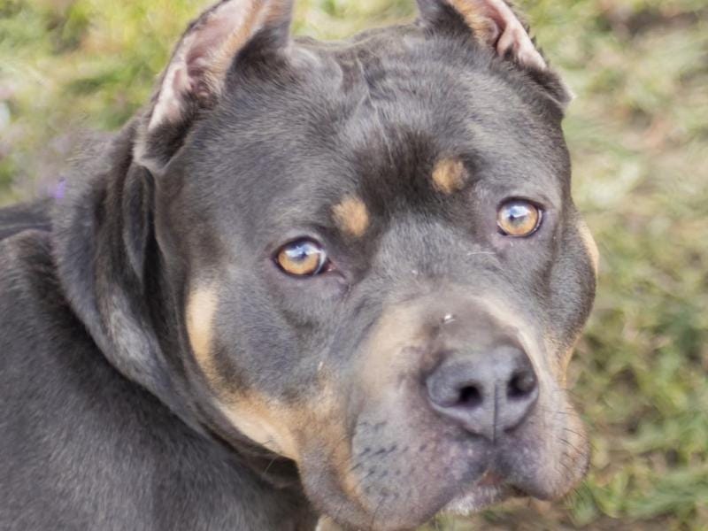 Adoptable Dog of the Week: Mira