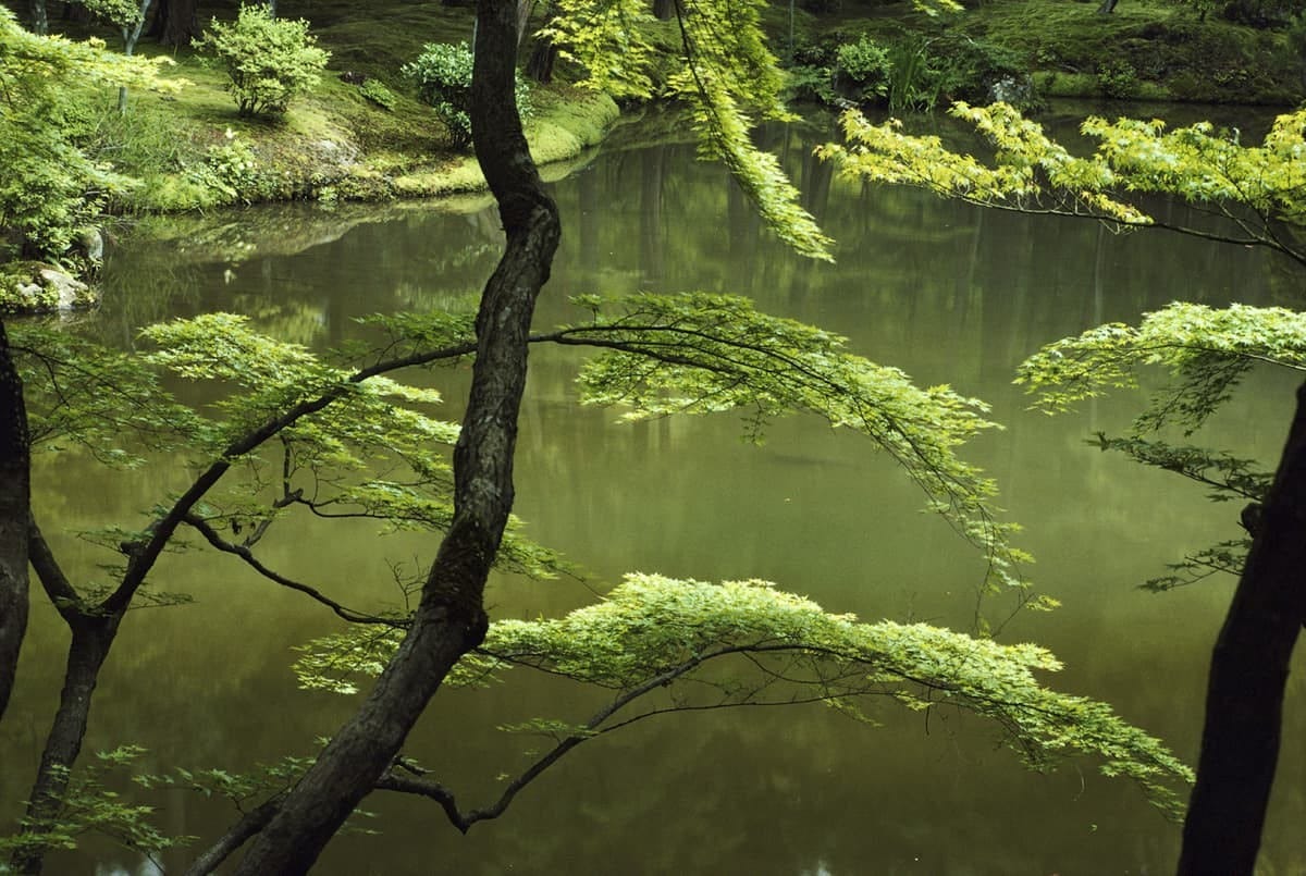 An image added by hglsn on Jan 02, 2024. May present: sunlight, trunk, plant, grass, water.
