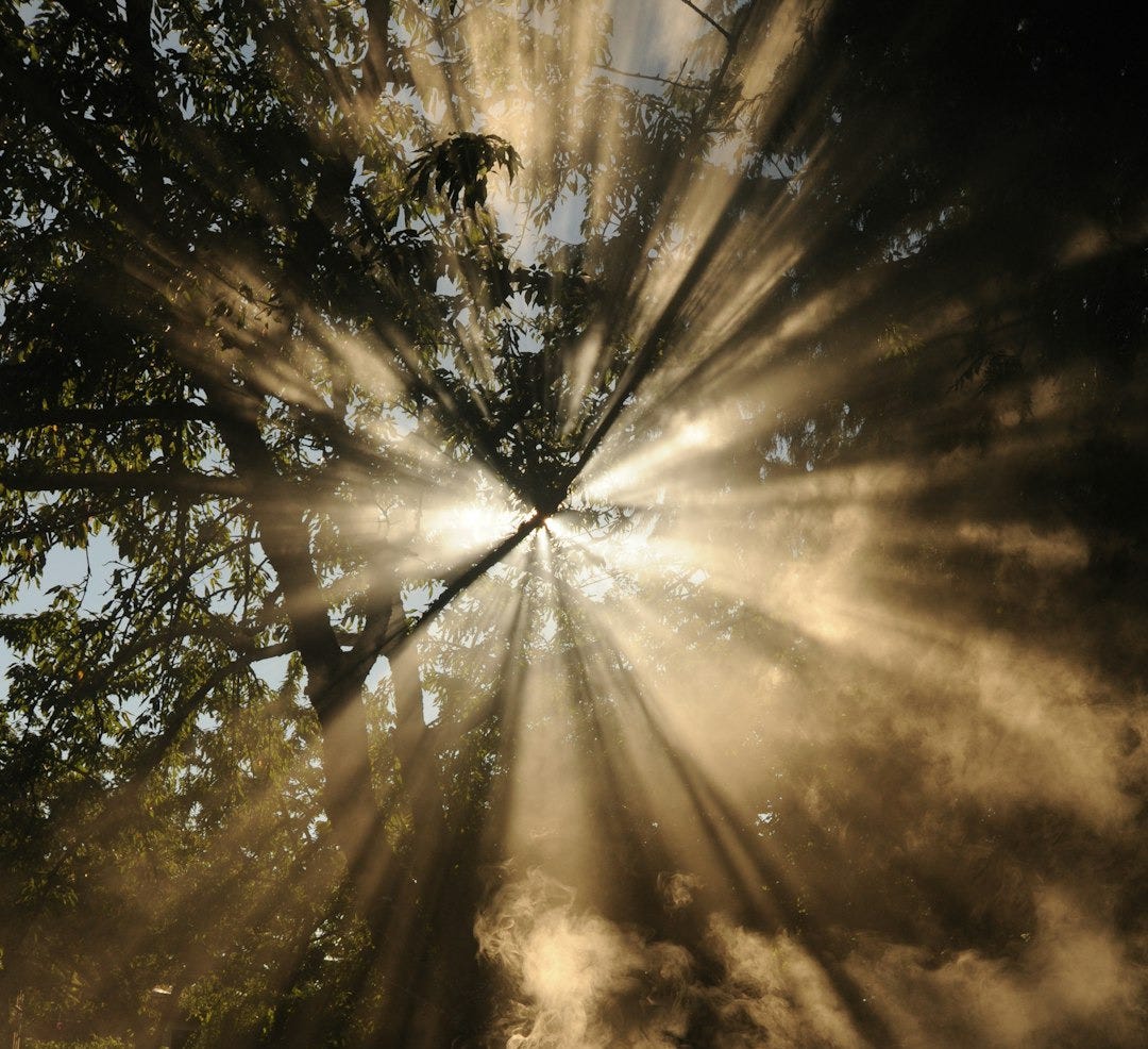 sun rays coming through trees