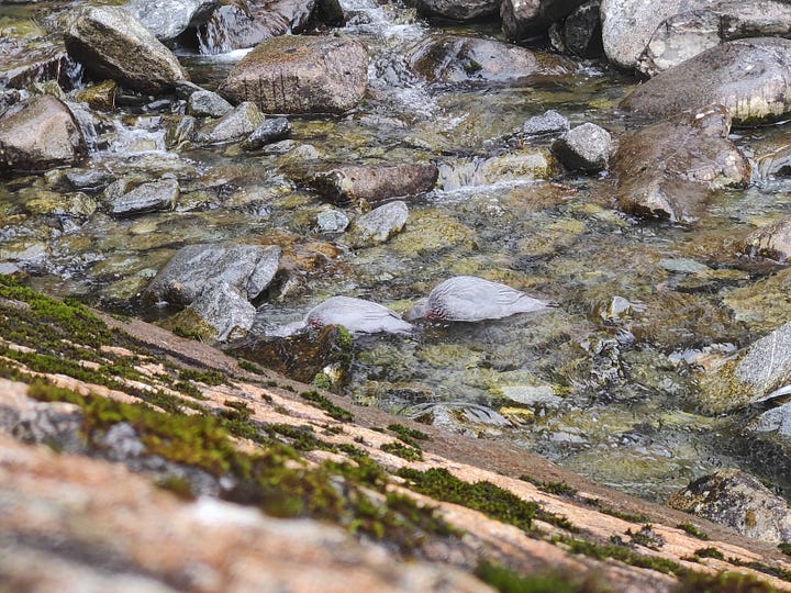 Kōwhiowhio, NZ's rare blue duck, at Sutherland Falls