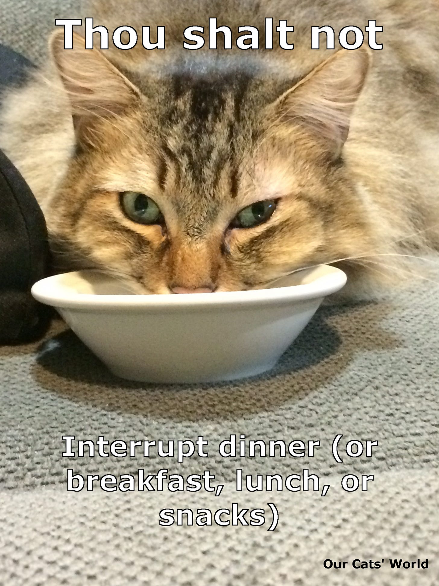 Chase_Eating_Feline_Commandments Chase_Eating_Feline_Commandments