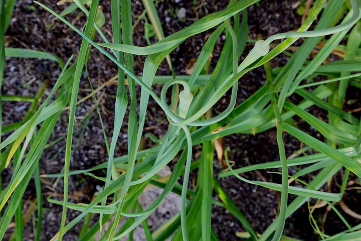 garlic plants with curly scapes as the main stem