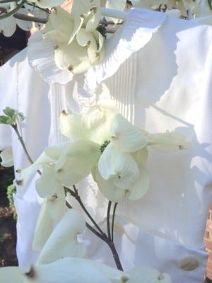 white at Easter white at Easter