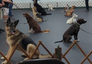 Field of Dogs Field of Dogs