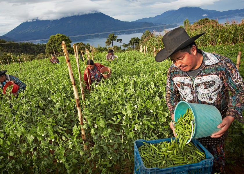 “There’s unique complexities with smallholders,” said Bayer’s Cristiane Lourenço. “They need to be very precise about what they’re going to invest in because they don’t have much room to fail.”