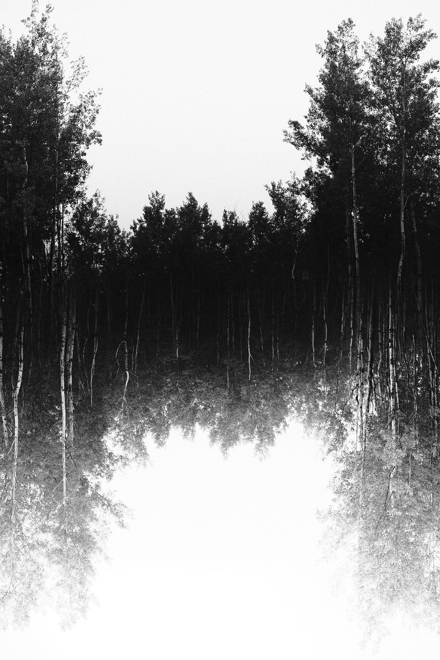 Trees along the road