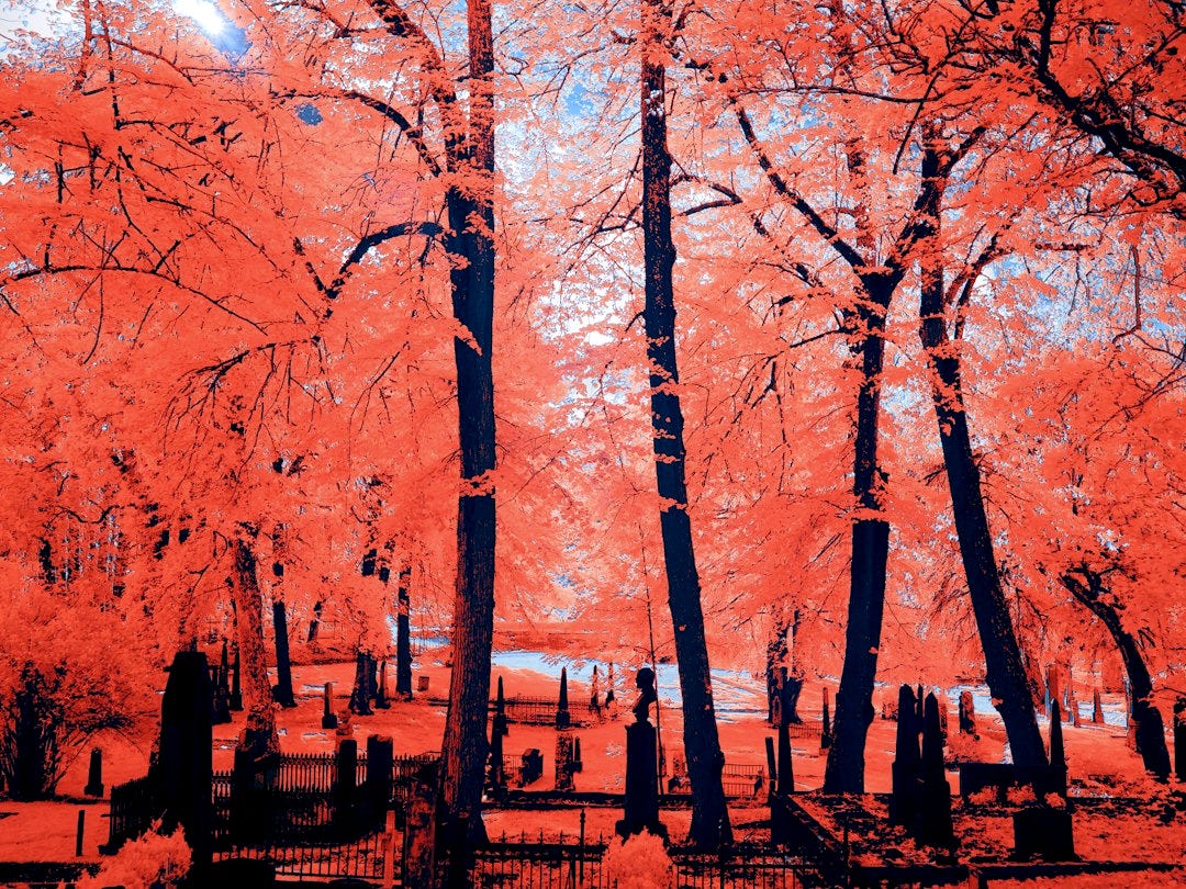 Infrared view of a cemetery with vibrant red foliage