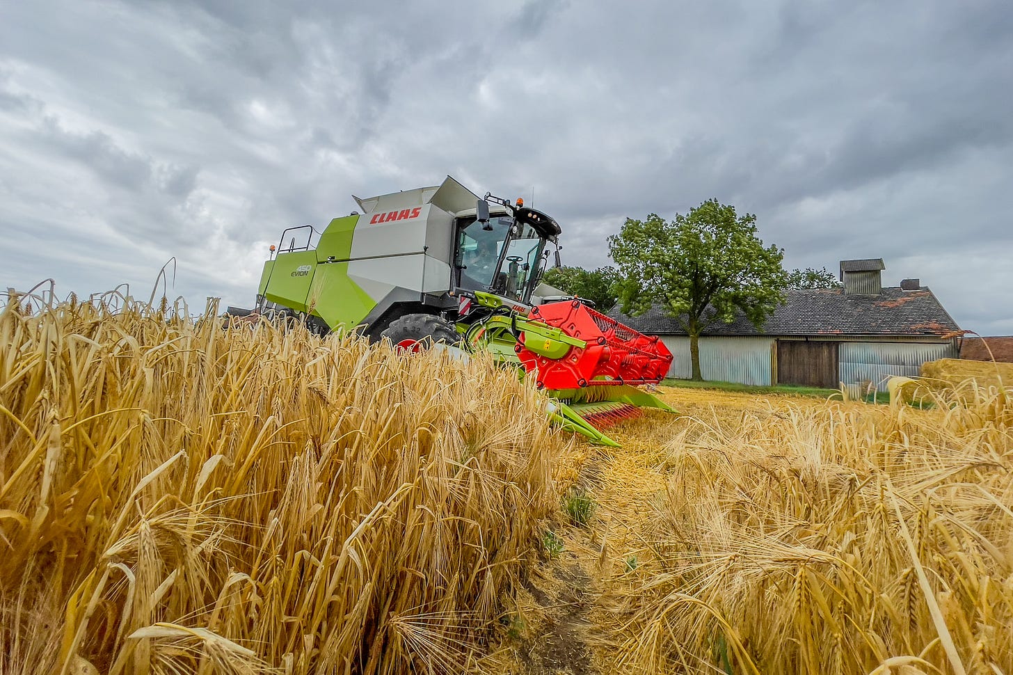 Ein grün-weisser Claas-Mähdrescher mit rotem Schneidwerk erntet ein reifes, goldgelbes Getreidefeld. Hinter der Maschine stehen ein grosser Laubbaum und ein landwirtschaftliches Gebäude; darüber ziehen dichte graue Regenwolken auf.