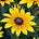 Black Eyed Susan's avatar