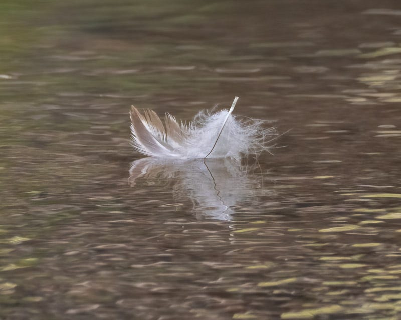 20250710-SantaGertrudis-90-Edit.jpg 20250710-SantaGertrudis-90-Edit.jpg