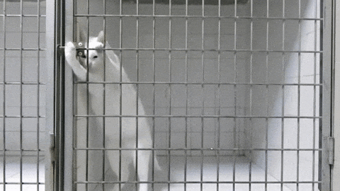Kittens In A Cage GIFs - Get the best GIF on GIPHY Kittens In A Cage GIFs - Get the best GIF on GIPHY